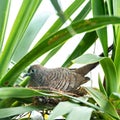 An adult parent Zebra Dove nesting sitting southern Asia