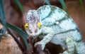 Parson`s chameleon Calumma parsonii among vegetation