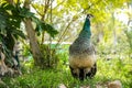 Adult peahen female peacock standing on the grass. One of the most beautiful avian species on Earth, peacocks are known for Royalty Free Stock Photo