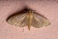 Adult Pearl Moth Royalty Free Stock Photo