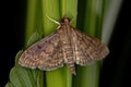 Adult Pearl Moth Royalty Free Stock Photo