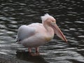 Adult pelican with closed light orange beak is relaxing in lake.