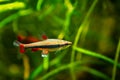 Adult pencilfish, dim light in brown tannin stained water, ornamental blackwater fish native to Rio Negro