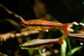 Adult pencilfish enjoy life in nature biotope design aquarium, dim light with brown tannin stained water