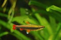 Adult pencilfish in nature biotope aquarium, Nannostomus beckfordi red, Brazilian ornamental blackwater fish