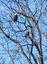 Adult perched pair bald eagles