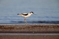 An adult pied avocet