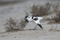 Adult pied avocet (Recurvirostra avosetta)