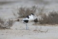 Adult pied avocet (Recurvirostra avosetta)