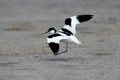 Adult pied avocet (Recurvirostra avosetta)