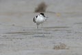 Adult pied avocet (Recurvirostra avosetta)