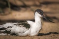 Adult pied avocet stands on a sandy shore at dusk.