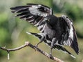 Adult Pied Currawong