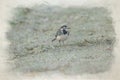 Digital watercolour painting of a Pied Wagtail, Motacilla Alba Yarrellii on frozen grassland