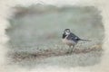 Digital watercolour painting of a Pied Wagtail, Motacilla Alba Yarrellii on frozen grassland