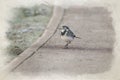 Digital watercolour painting of a Pied Wagtail, Motacilla Alba Yarrellii on frozen grassland