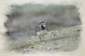 Digital watercolour painting of a Pied Wagtail, Motacilla Alba Yarrellii on frozen grassland