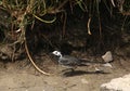 Adult pied wagtail, motacilla alba in sunlight