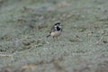 Adult Pied Wagtail, Motacilla Alba Yarrellii on frozen grassland