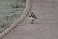 Adult Pied Wagtail, Motacilla Alba Yarrellii on frozen grassland