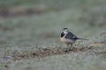 Adult Pied Wagtail, Motacilla Alba Yarrellii on frozen grassland