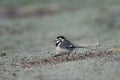 Adult Pied Wagtail, Motacilla Alba Yarrellii on frozen grassland