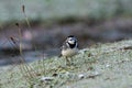 Adult Pied Wagtail, Motacilla Alba Yarrellii on frozen grassland