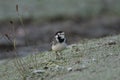 Adult Pied Wagtail, Motacilla Alba Yarrellii on frozen grassland