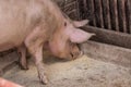 An adult pig eat food from the floor .Domestic animal.Outdoor Royalty Free Stock Photo