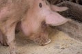 An adult pig eat food from the floor .Domestic animal.Outdoor Royalty Free Stock Photo