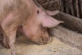 An adult pig eat food from the floor .Domestic animal.Outdoor Royalty Free Stock Photo