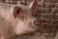 An adult pig eat food from the floor .Domestic animal.Outdoor Royalty Free Stock Photo