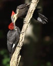 Adult pileated woodpecker feeding fledgling