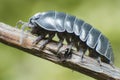 Pill Bug Armadillidium vulgare crawl on moss green background front view Royalty Free Stock Photo