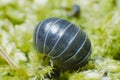 Pill Bug Armadillidium vulgare crawl on moss green background rolled in a ball