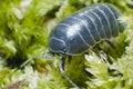 Pill Bug Armadillidium vulgare crawl on moss green background side view