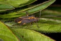 Adult Plant Bug Royalty Free Stock Photo