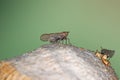 Adult Planthopper Insect