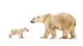 Adult polar bear and cub walking on a white snowy background Royalty Free Stock Photo