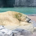 Adult polar bear relaxing under the sun in Singapore Zoo Royalty Free Stock Photo