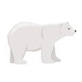 Adult polar bear. Vector flat cartoon illustration isolated on white background. The North animal. Royalty Free Stock Photo