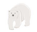 Adult polar bear. Vector flat cartoon illustration isolated on white background. The North animal. Royalty Free Stock Photo