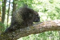 Adult porcupine with quills showing