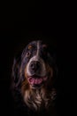 Adult portrait of Bernese Mountain Dog with black background