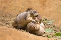 Adult prairie dogs fighting