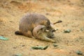 Adult prairie dogs play fighting