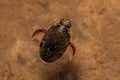 Adult Predaceous Diving Beetle Royalty Free Stock Photo