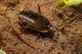 Adult Predaceous Diving Beetle Royalty Free Stock Photo