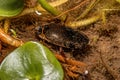 Adult Predaceous Diving Beetle Royalty Free Stock Photo