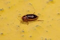 Adult Predaceous Diving Beetle Royalty Free Stock Photo